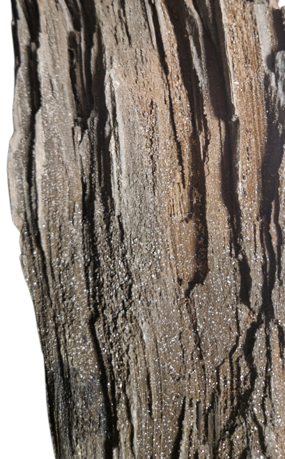 Plants & Wood - authentic fossil specimen, natural history by Fossils NH