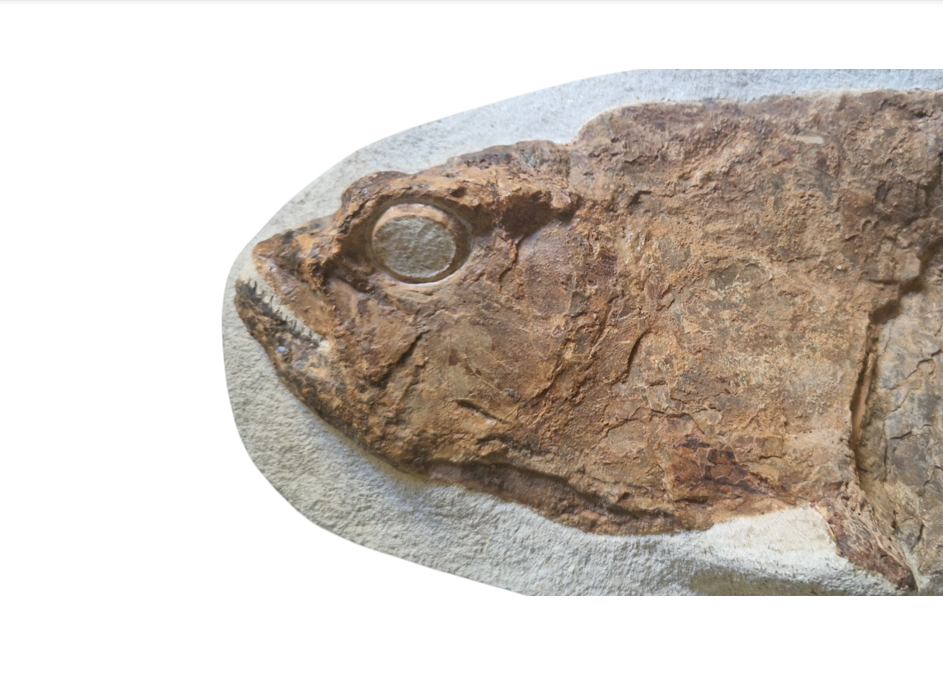 Mystic Sea - authentic fossil specimen, natural history by Fossils NH