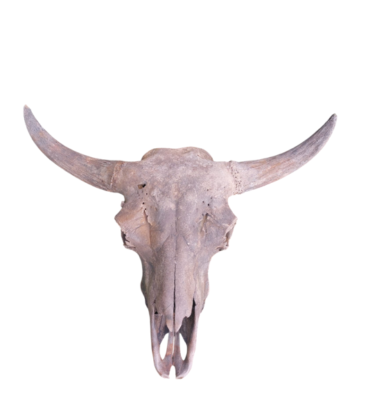 Ice Age Icons - authentic fossil specimen, natural history by Fossils NH