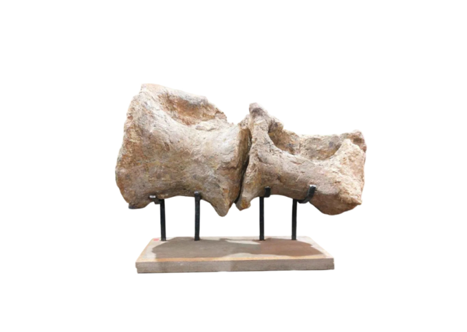 Dinosaurs - authentic fossil specimen, natural history by Fossils NH