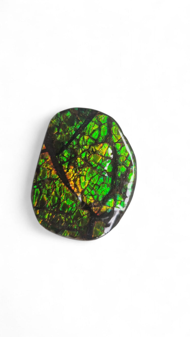 Ammolite Canada