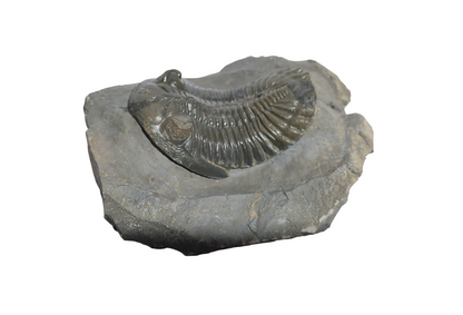 Hollardops mesocristata – Classic Devonian Trilobite - authentic fossil specimen, natural history by Fossils NH