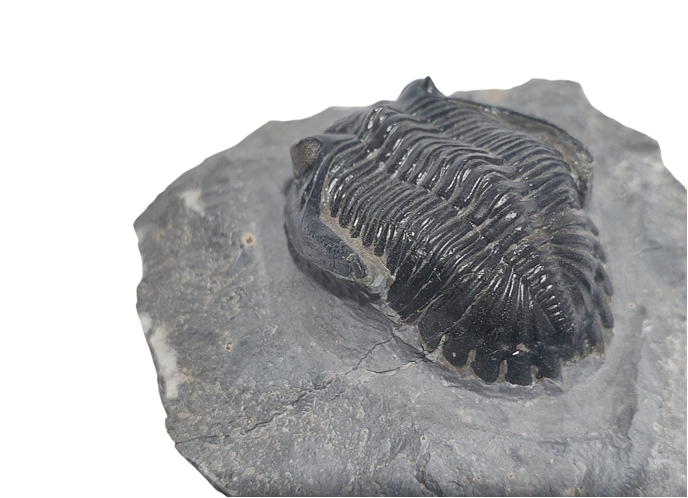 Hollardops mesocristata – Devonian Trilobite - authentic fossil specimen, natural history by Fossils NH