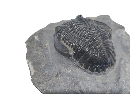 Hollardops mesocristata – Devonian Trilobite - authentic fossil specimen, natural history by Fossils NH