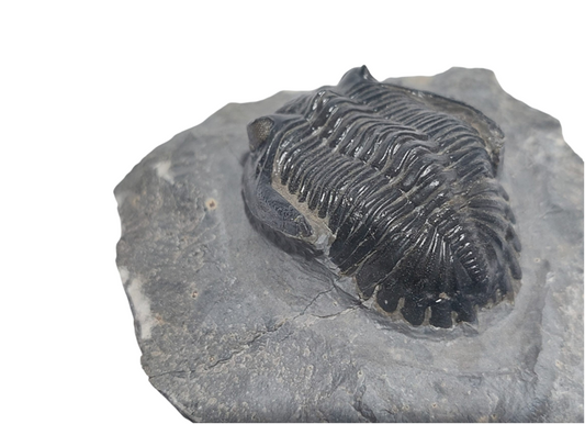 Hollardops mesocristata – Devonian Trilobite - authentic fossil specimen, natural history by Fossils NH