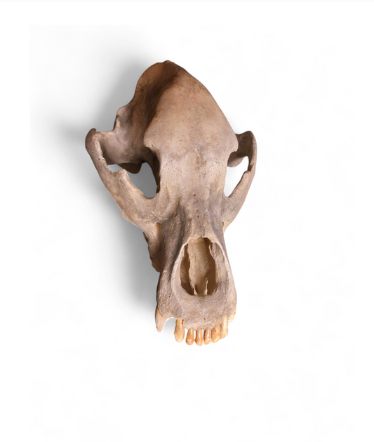 Ursus spelaeus - Cave Bear Skull - authentic fossil specimen, natural history by Fossils NH
