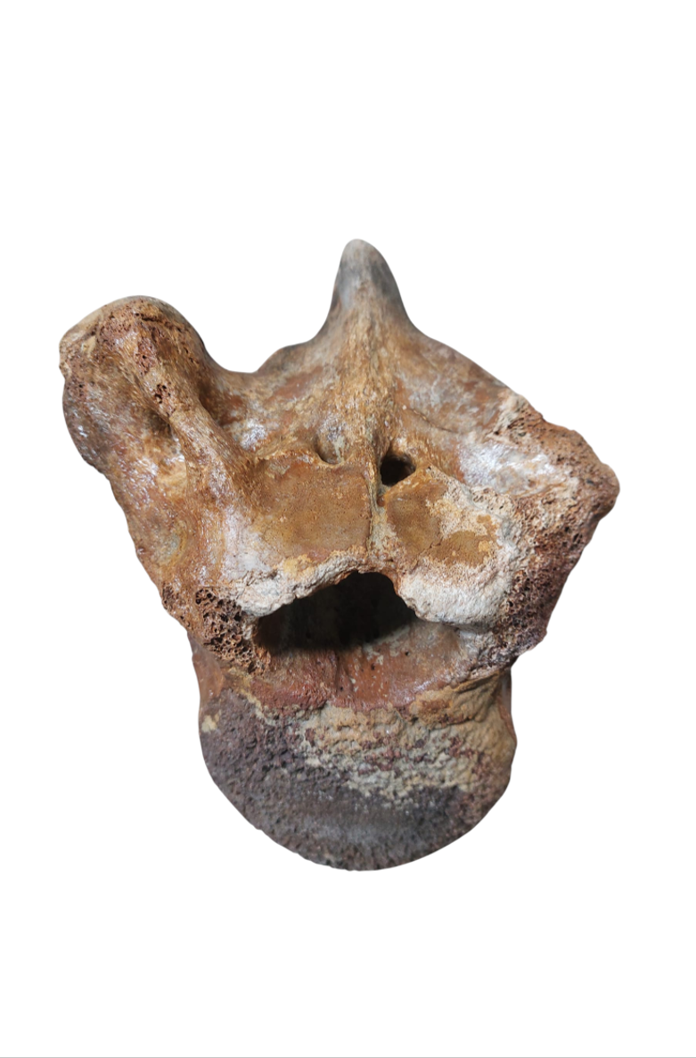 Woolly Mammoth Thoracic Vertebra – Ice Age Giant - authentic fossil specimen, natural history by Fossils NH