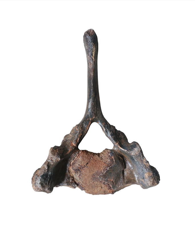Woolly Mammoth Cervical Vertebra - authentic fossil specimen, natural history by Fossils NH