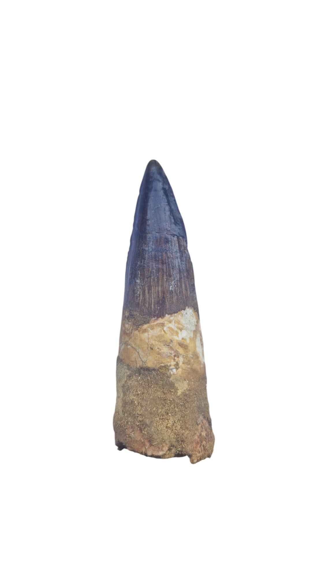 Spinosaurus Tooth - Iconic Predator of the Cretaceous - authentic fossil specimen, natural history by Fossils NH