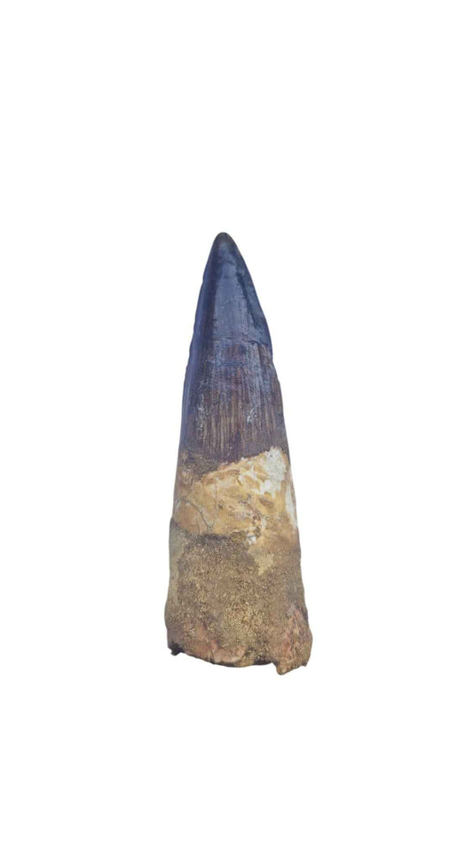 Spinosaurus Tooth - Iconic Predator of the Cretaceous - authentic fossil specimen, natural history by Fossils NH