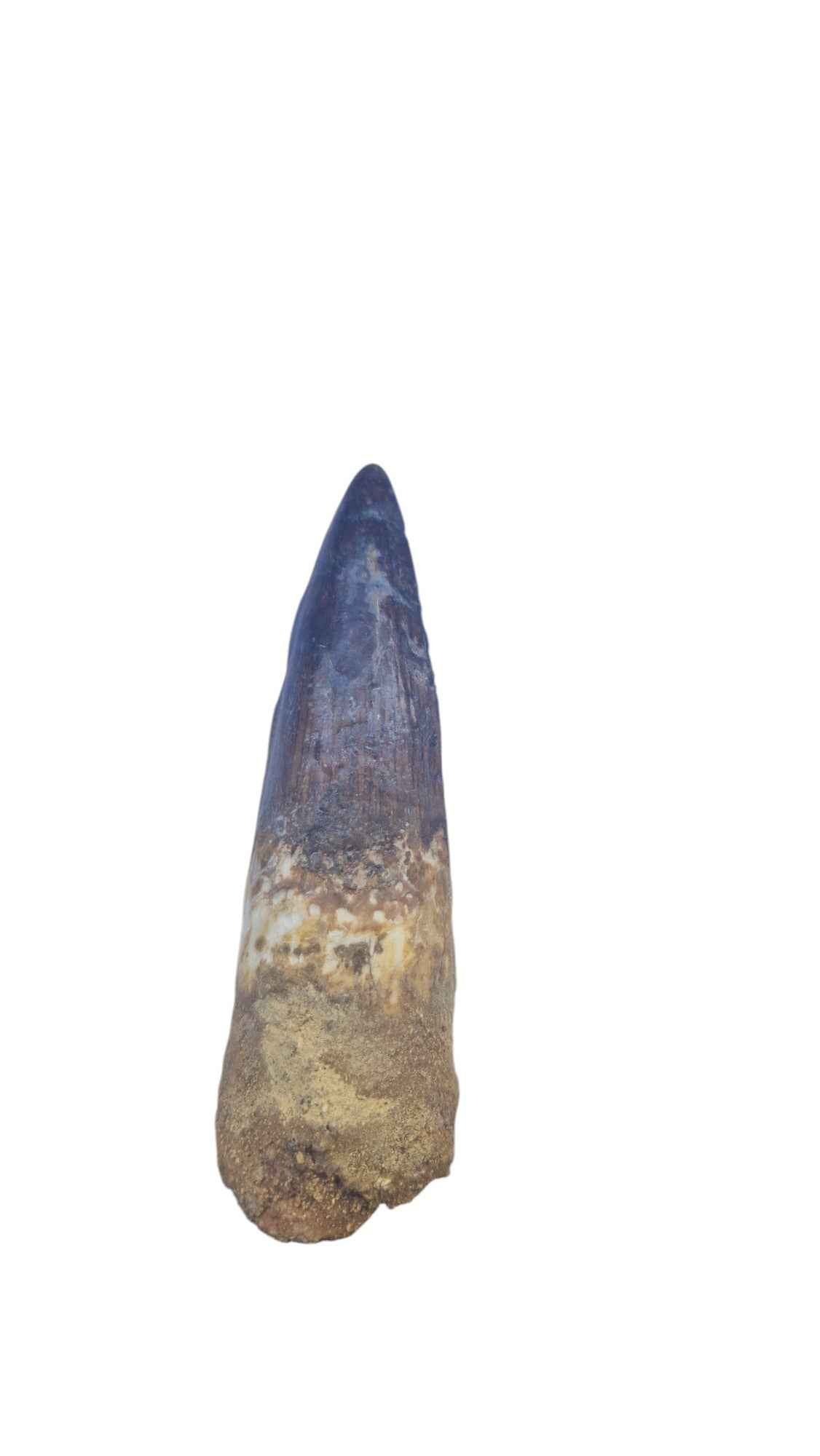 Spinosaurus Tooth - Iconic Predator of the Cretaceous - authentic fossil specimen, natural history by Fossils NH