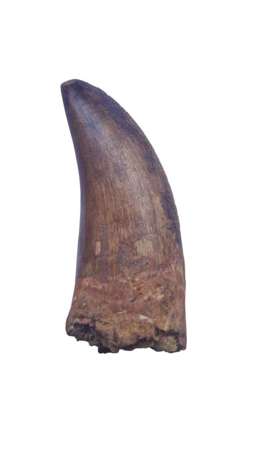 Carcharodontosaurus Tooth - Giant Shark-Toothed Dinosaur - authentic fossil specimen, natural history by Fossils NH