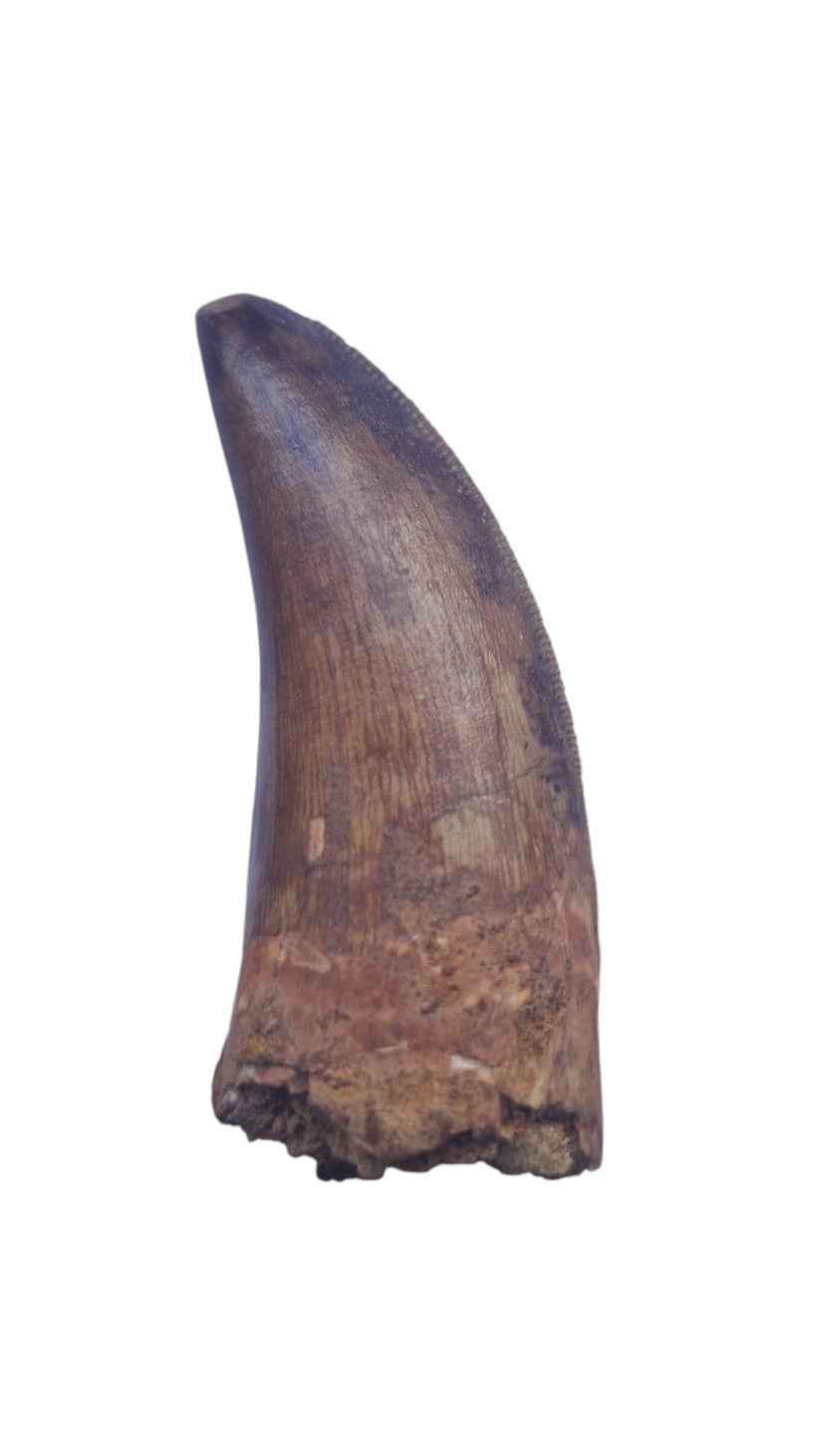 Carcharodontosaurus Tooth - Giant Shark-Toothed Dinosaur - authentic fossil specimen, natural history by Fossils NH