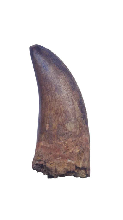 Carcharodontosaurus Tooth - Giant Shark-Toothed Dinosaur - authentic fossil specimen, natural history by Fossils NH