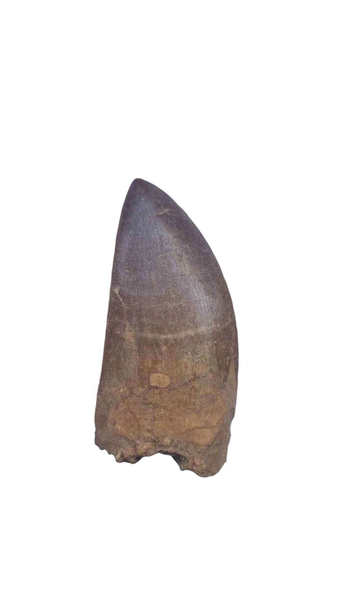 Carcharodontosaurus Tooth - Giant Shark-Toothed Dinosaur - authentic fossil specimen, natural history by Fossils NH