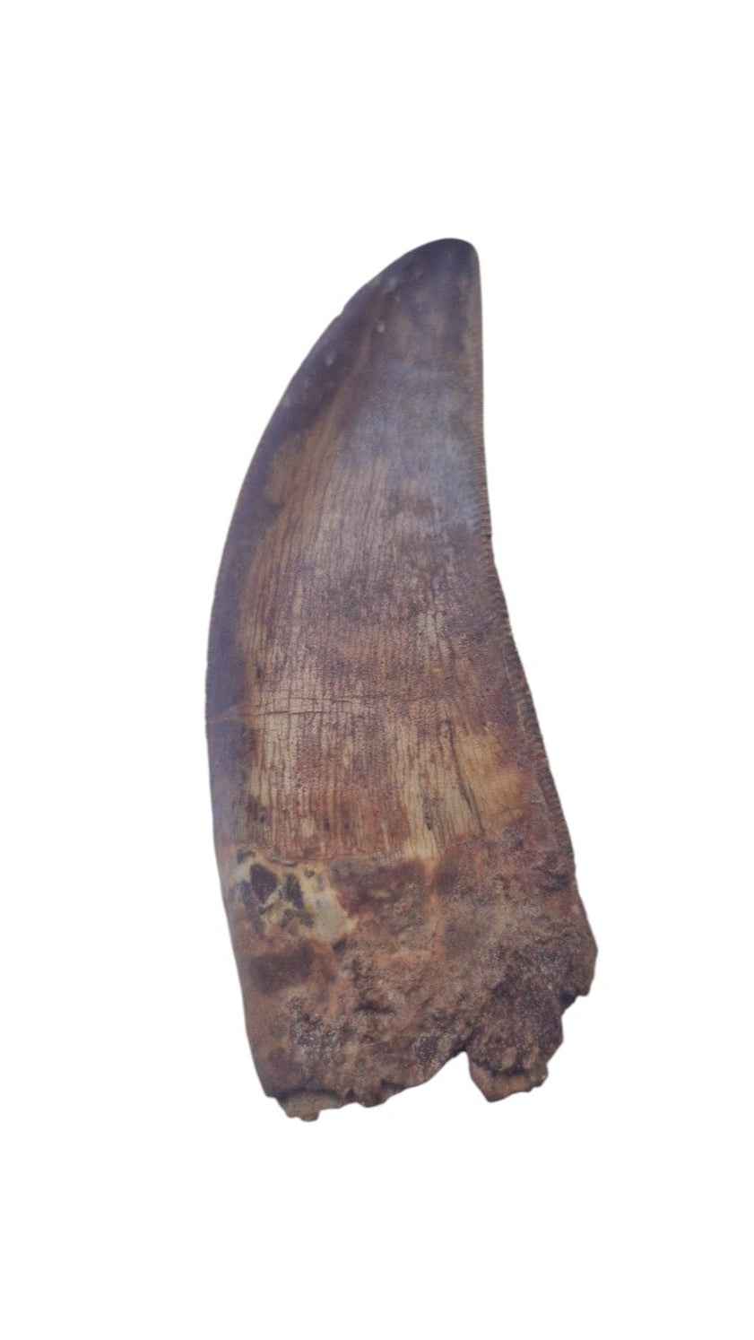 Carcharodontosaurus Tooth - Giant Shark-Toothed Dinosaur - authentic fossil specimen, natural history by Fossils NH