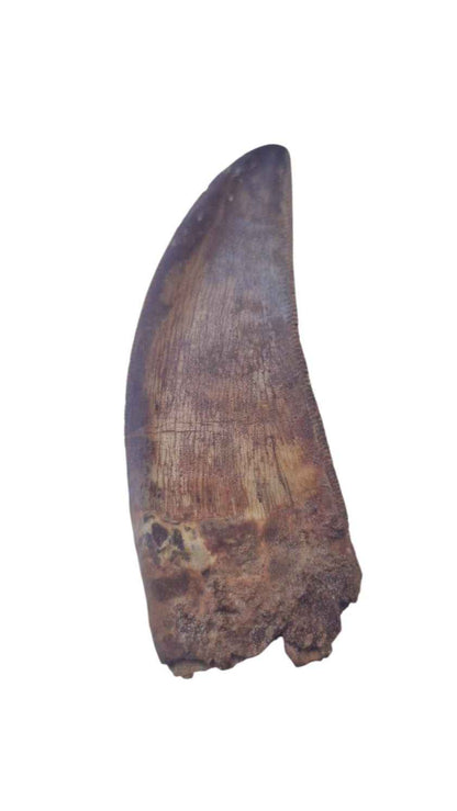 Carcharodontosaurus Tooth - Giant Shark-Toothed Dinosaur - authentic fossil specimen, natural history by Fossils NH