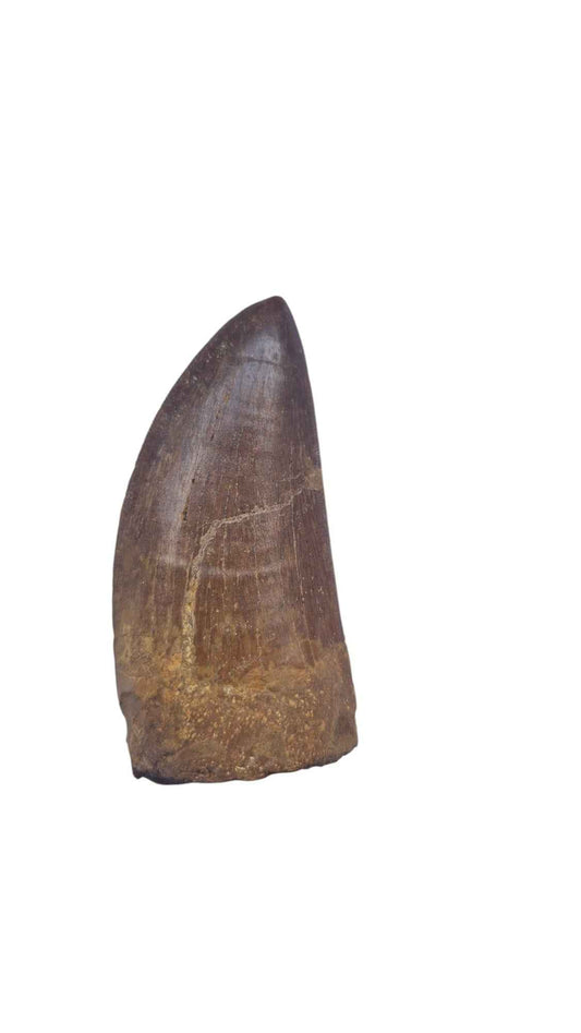 Carcharodontosaurus Tooth - Giant Shark-Toothed Dinosaur - authentic fossil specimen, natural history by Fossils NH