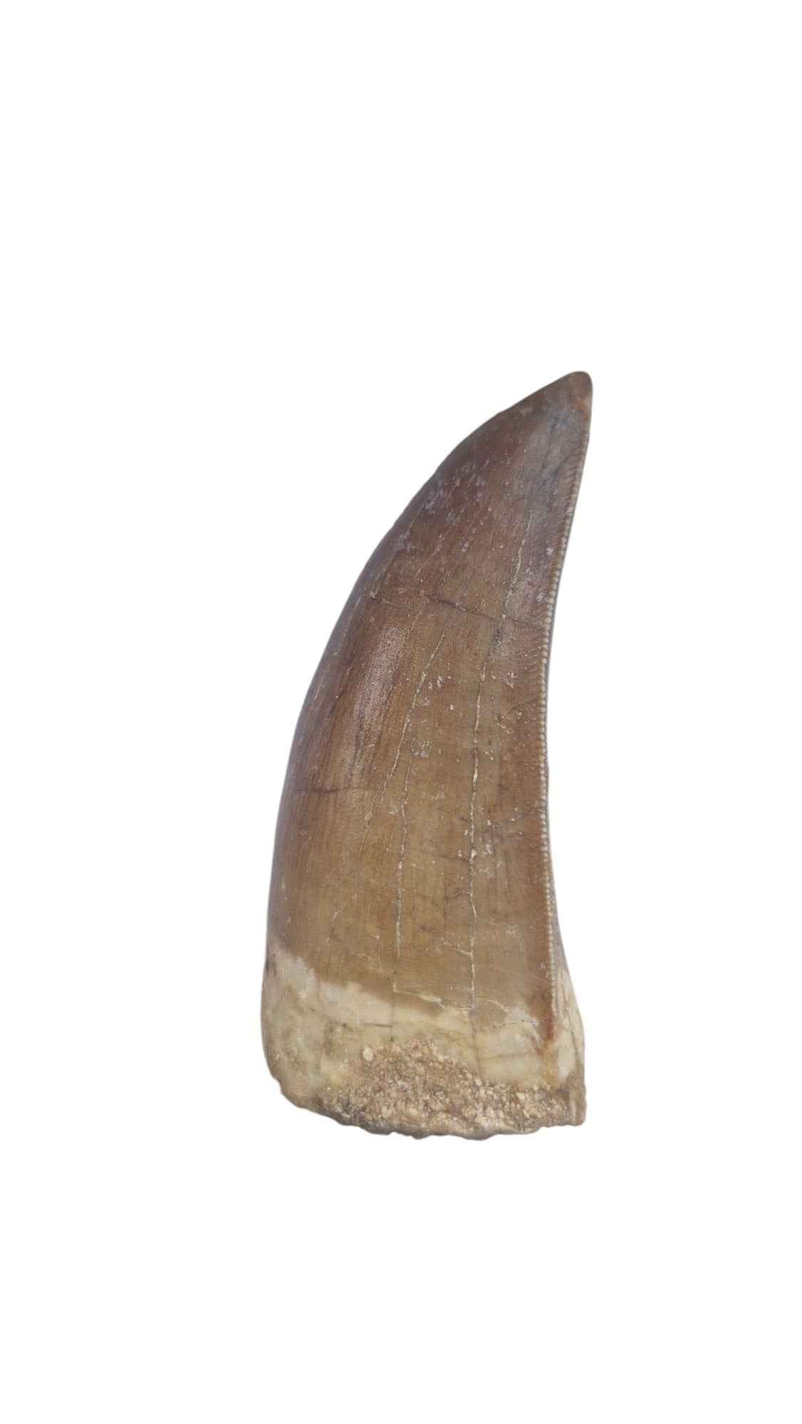 Carcharodontosaurus Tooth - Giant Shark-Toothed Dinosaur - authentic fossil specimen, natural history by Fossils NH