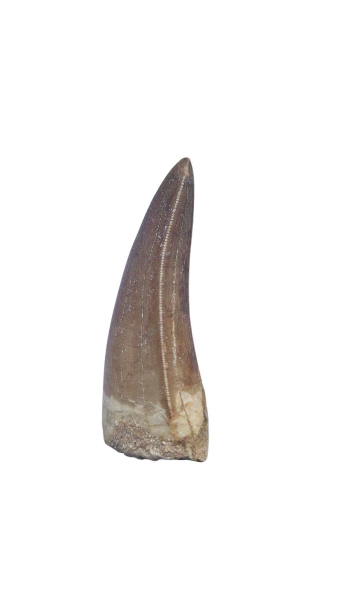 Carcharodontosaurus Tooth - Giant Shark-Toothed Dinosaur - authentic fossil specimen, natural history by Fossils NH