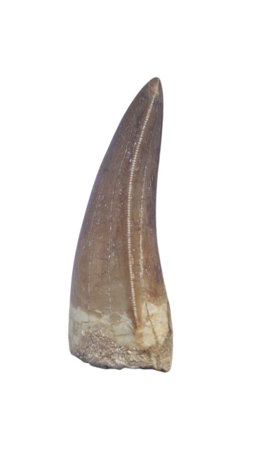 Carcharodontosaurus Tooth - Giant Shark-Toothed Dinosaur - authentic fossil specimen, natural history by Fossils NH