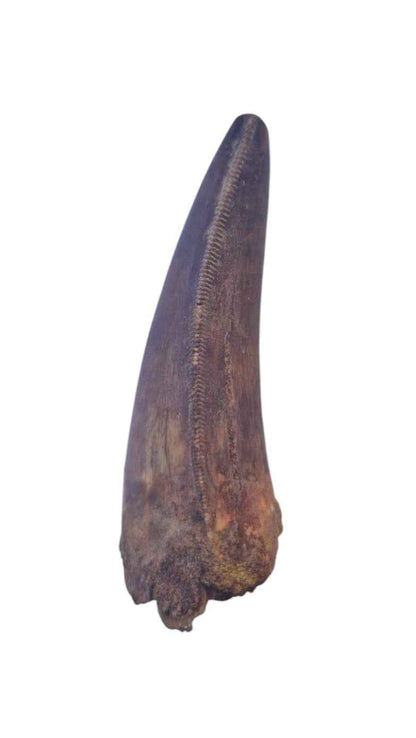 Carcharodontosaurus Tooth - Giant Shark-Toothed Dinosaur - authentic fossil specimen, natural history by Fossils NH