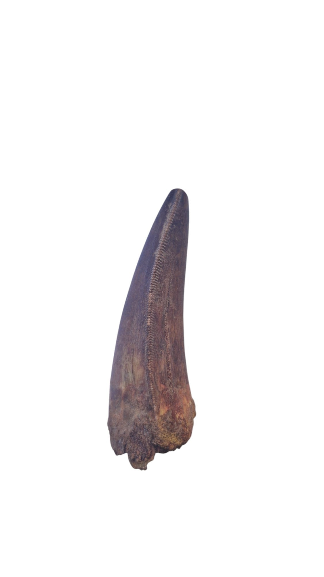 Spinosaurus Tooth - Iconic Predator of the Cretaceous - authentic fossil specimen, natural history by Fossils NH