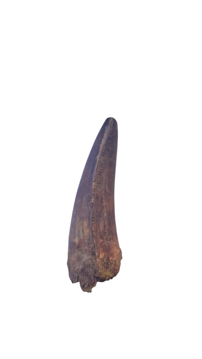 Spinosaurus Tooth - Iconic Predator of the Cretaceous - authentic fossil specimen, natural history by Fossils NH
