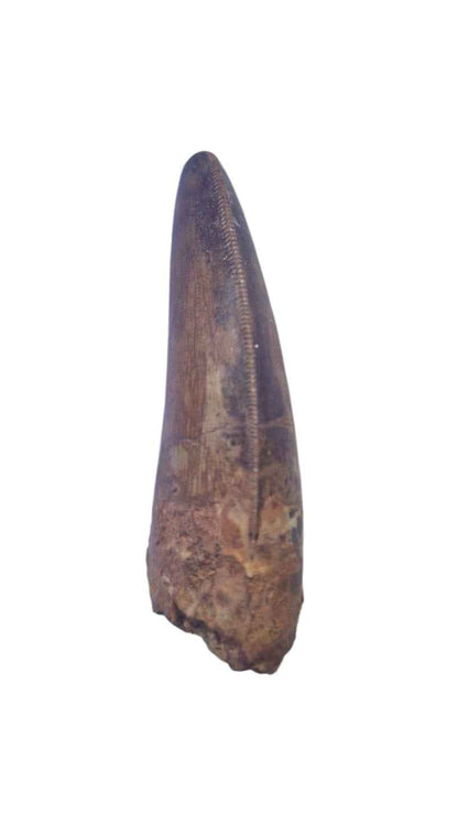 Carcharodontosaurus Tooth - Giant Shark-Toothed Dinosaur - authentic fossil specimen, natural history by Fossils NH