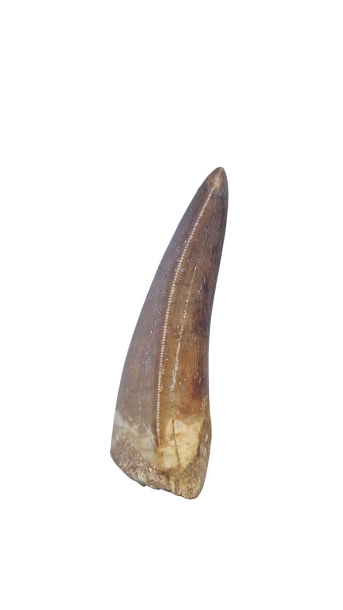 Carcharodontosaurus Tooth - Giant Shark-Toothed Dinosaur - authentic fossil specimen, natural history by Fossils NH