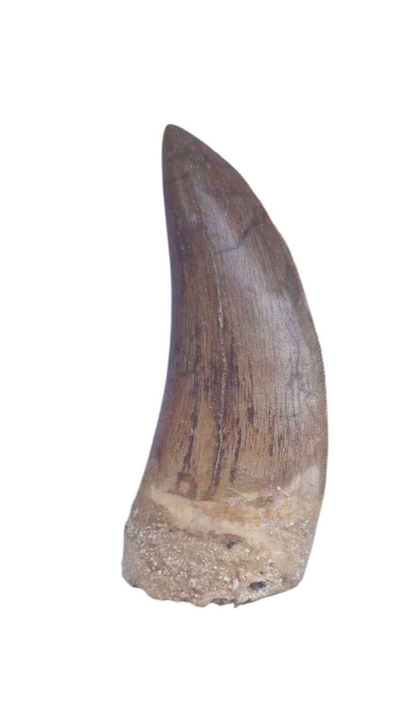 Carcharodontosaurus Tooth - Giant Shark-Toothed Dinosaur - authentic fossil specimen, natural history by Fossils NH