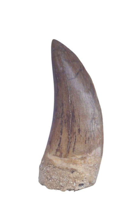 Carcharodontosaurus Tooth - Giant Shark-Toothed Dinosaur - authentic fossil specimen, natural history by Fossils NH