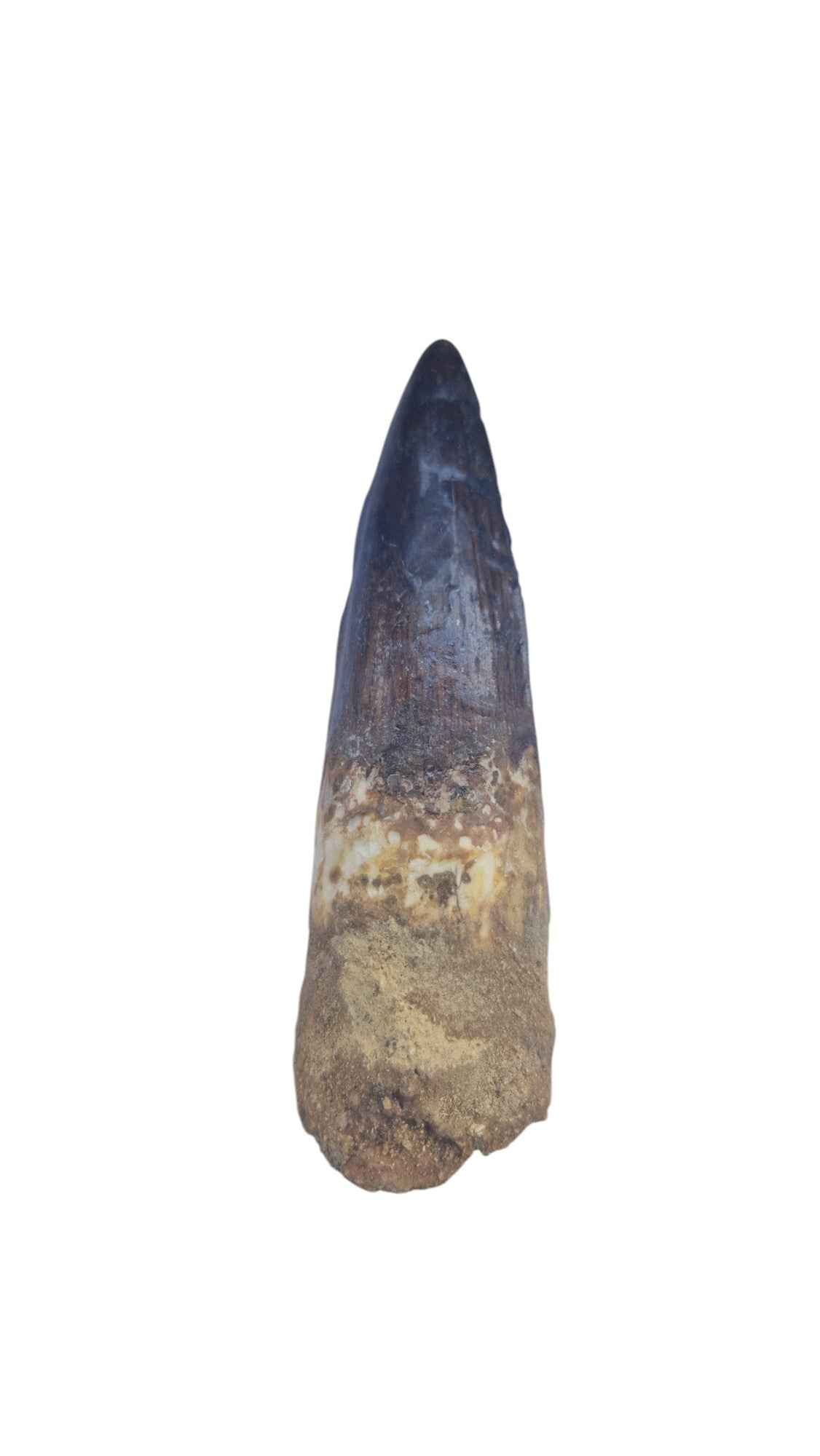 Spinosaurus Tooth - Iconic Predator of the Cretaceous - authentic fossil specimen, natural history by Fossils NH