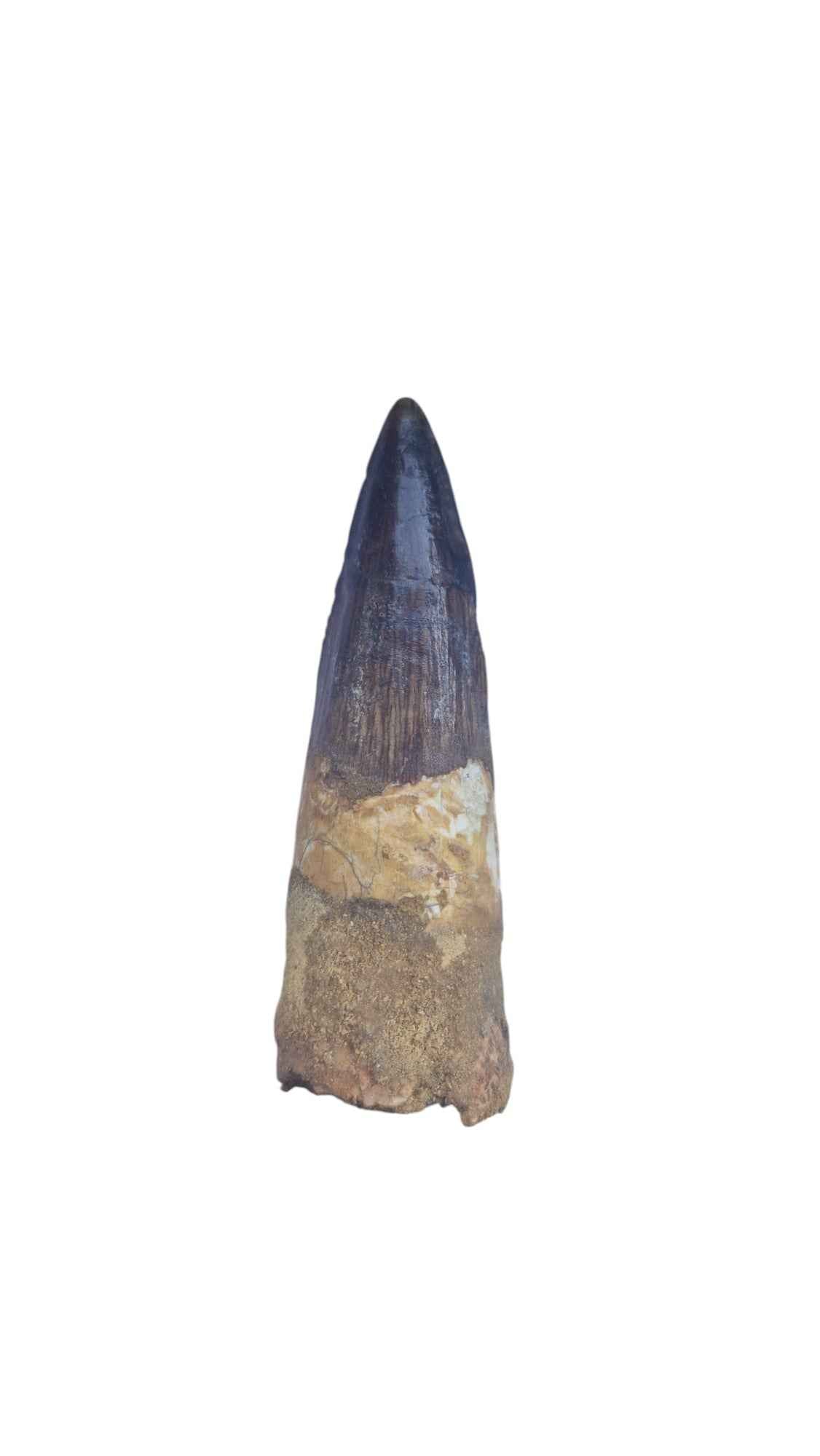Spinosaurus Tooth - Iconic Predator of the Cretaceous - authentic fossil specimen, natural history by Fossils NH