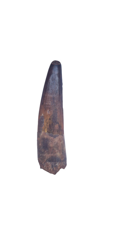 Spinosaurus Tooth – Iconic Predator of the Cretaceous - authentic fossil specimen, natural history by Fossils NH