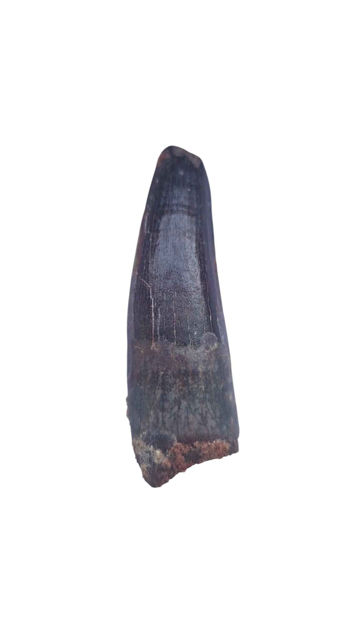 Spinosaurus Tooth - Iconic Predator of the Cretaceous - authentic fossil specimen, natural history by Fossils NH