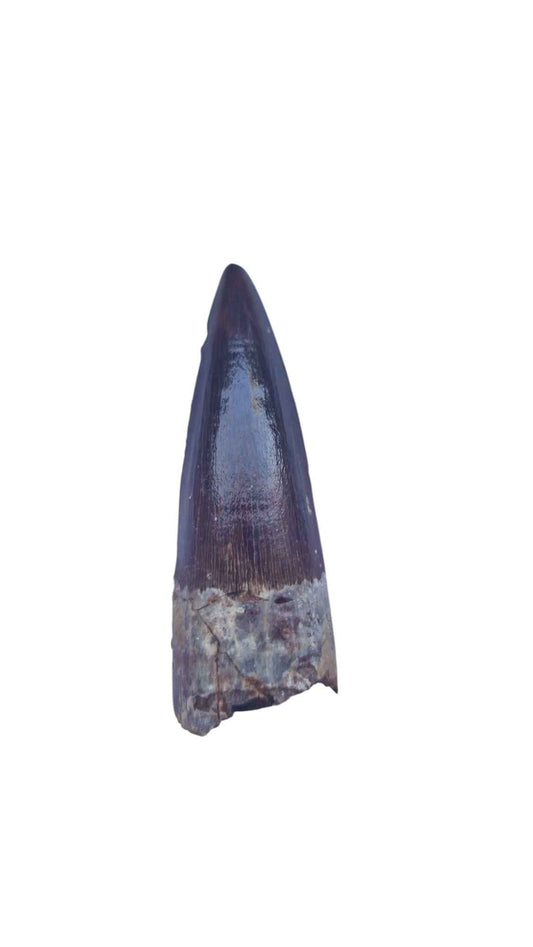 Spinosaurus Tooth - Iconic Predator of the Cretaceous - authentic fossil specimen, natural history by Fossils NH