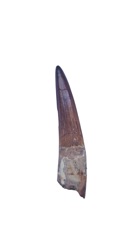 Spinosaurus Tooth - Iconic Predator of the Cretaceous - authentic fossil specimen, natural history by Fossils NH