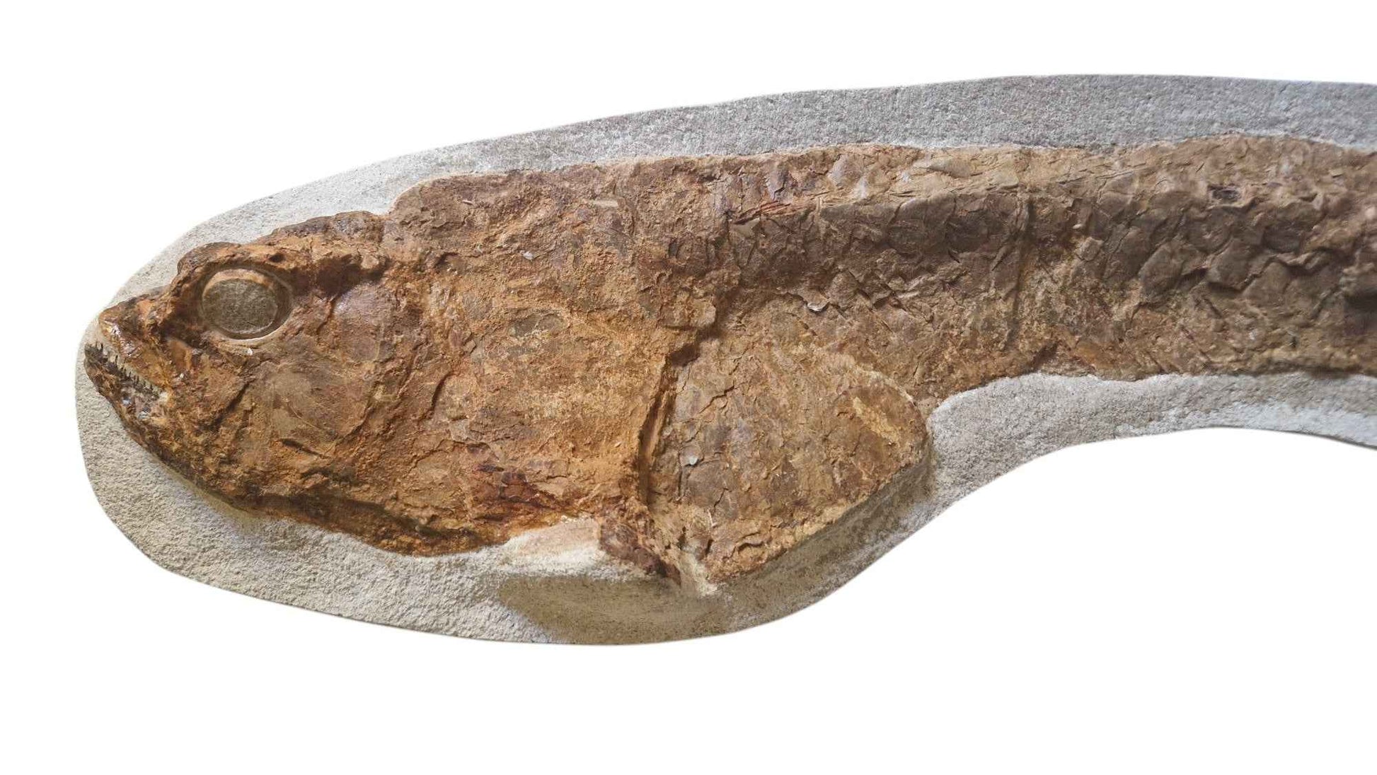 Goulmimichthys arambourgi - Cretaceous Predator Fish - authentic fossil specimen, natural history by Fossils NH