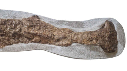 Goulmimichthys arambourgi - Cretaceous Predator Fish - authentic fossil specimen, natural history by Fossils NH