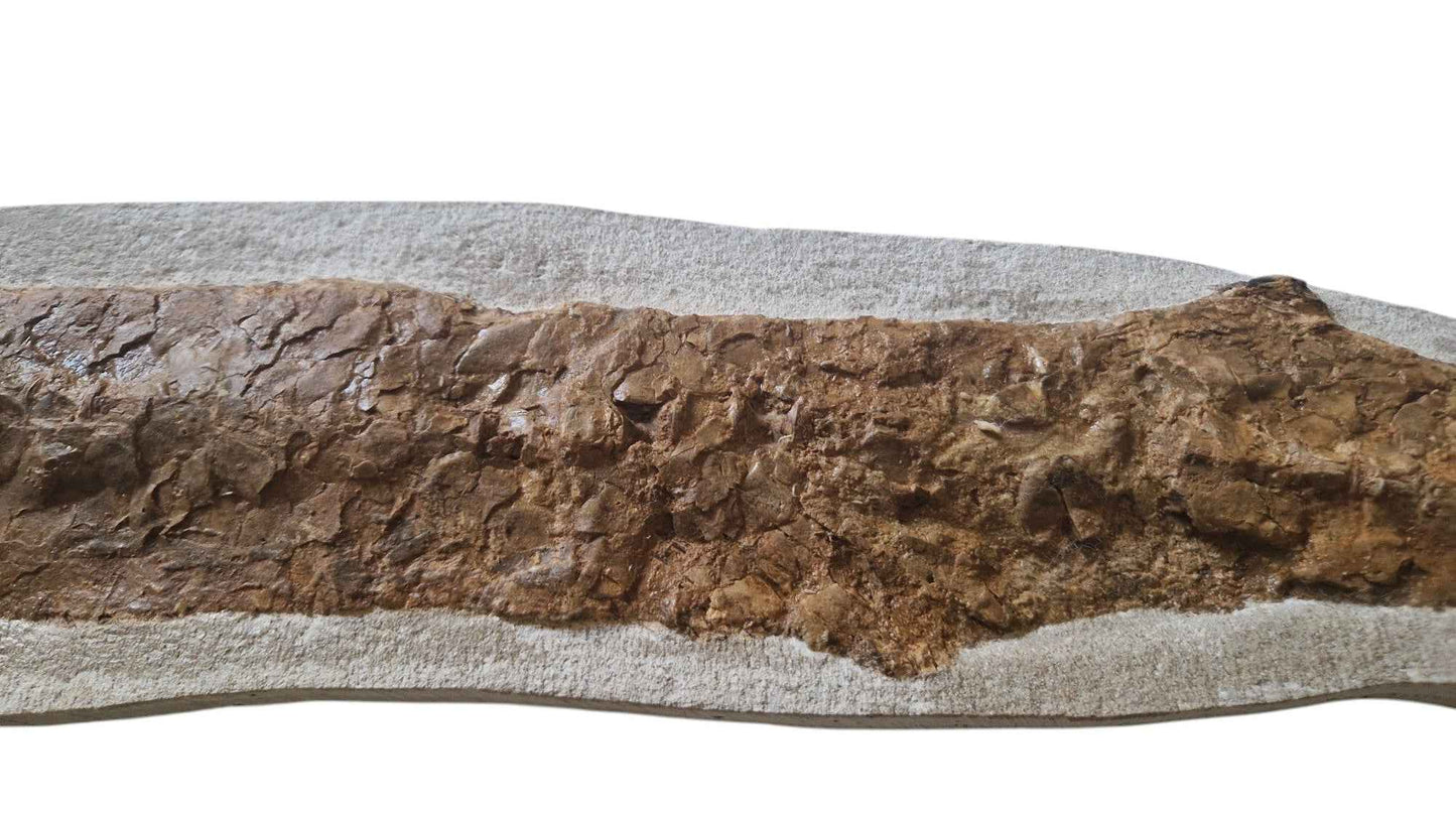 Goulmimichthys arambourgi - Cretaceous Predator Fish - authentic fossil specimen, natural history by Fossils NH