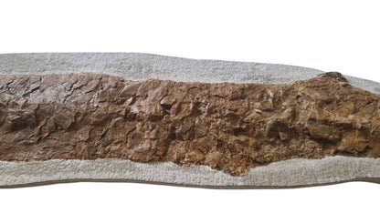 Goulmimichthys arambourgi - Cretaceous Predator Fish - authentic fossil specimen, natural history by Fossils NH