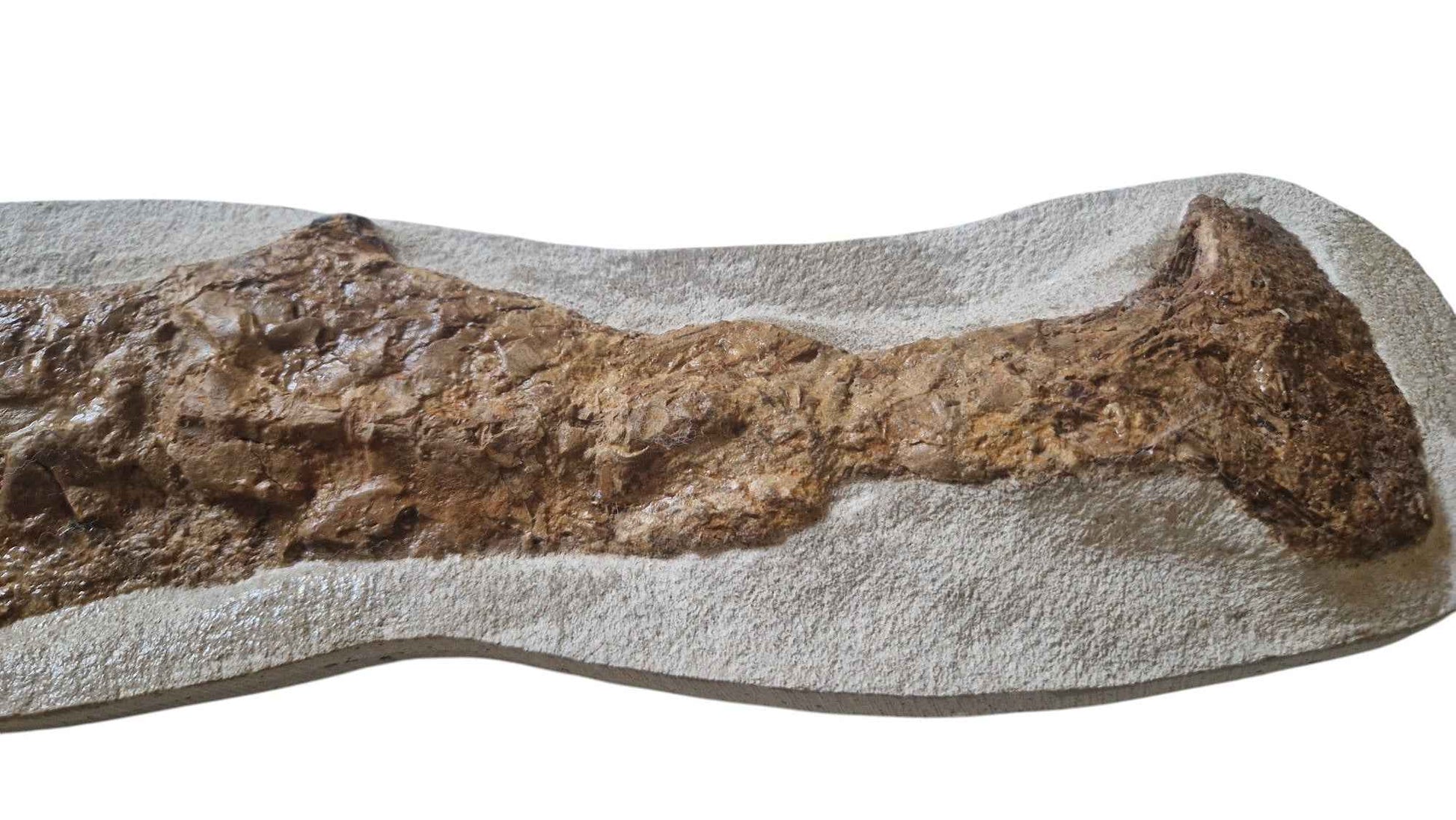 Goulmimichthys arambourgi - Cretaceous Predator Fish - authentic fossil specimen, natural history by Fossils NH