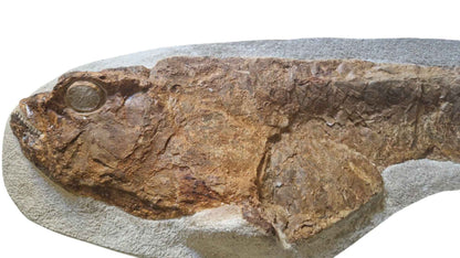 Goulmimichthys arambourgi - Cretaceous Predator Fish - authentic fossil specimen, natural history by Fossils NH