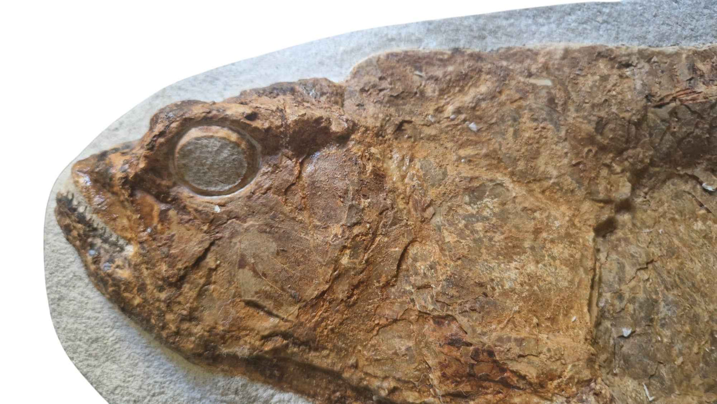 Goulmimichthys arambourgi - Cretaceous Predator Fish - authentic fossil specimen, natural history by Fossils NH