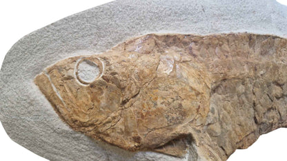 Goulmimichthys arambourgi - Cretaceous Predator Fish - authentic fossil specimen, natural history by Fossils NH
