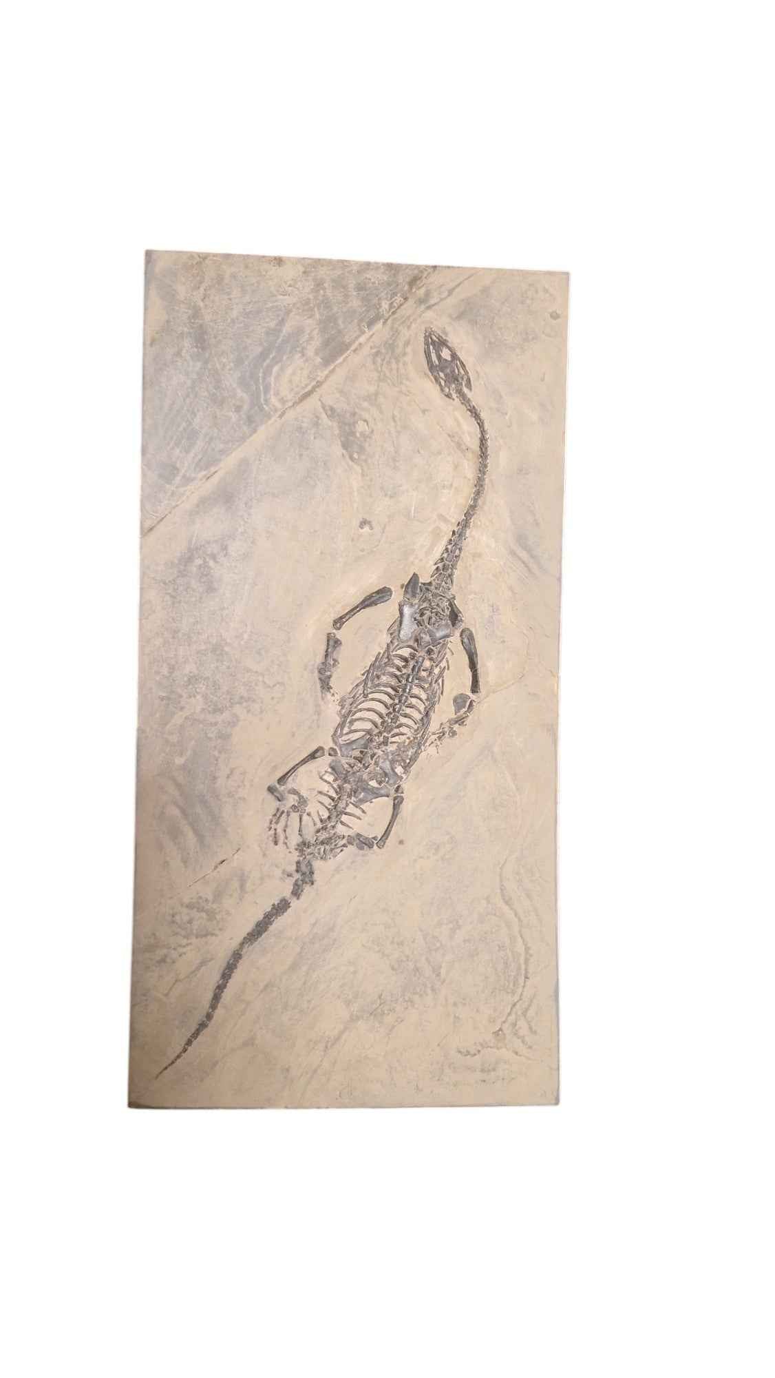 Keichousaurus hui - Elegance from the Triassic Seas - authentic fossil specimen, natural history by Fossils NH