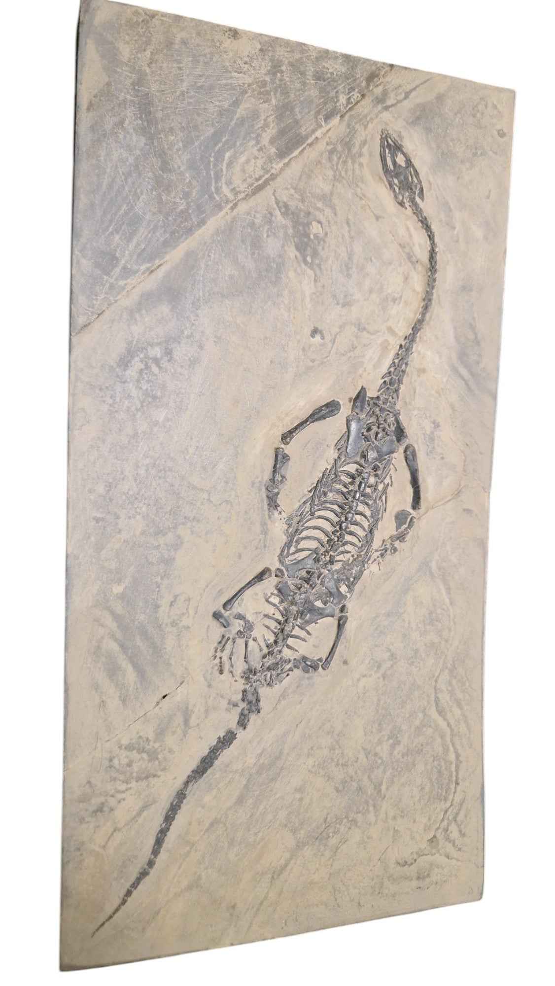 Keichousaurus hui - Elegance from the Triassic Seas - authentic fossil specimen, natural history by Fossils NH