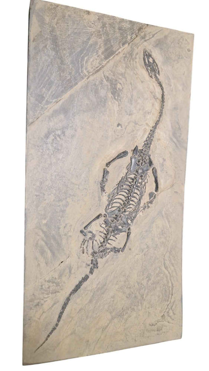 Keichousaurus hui - Elegance from the Triassic Seas - authentic fossil specimen, natural history by Fossils NH