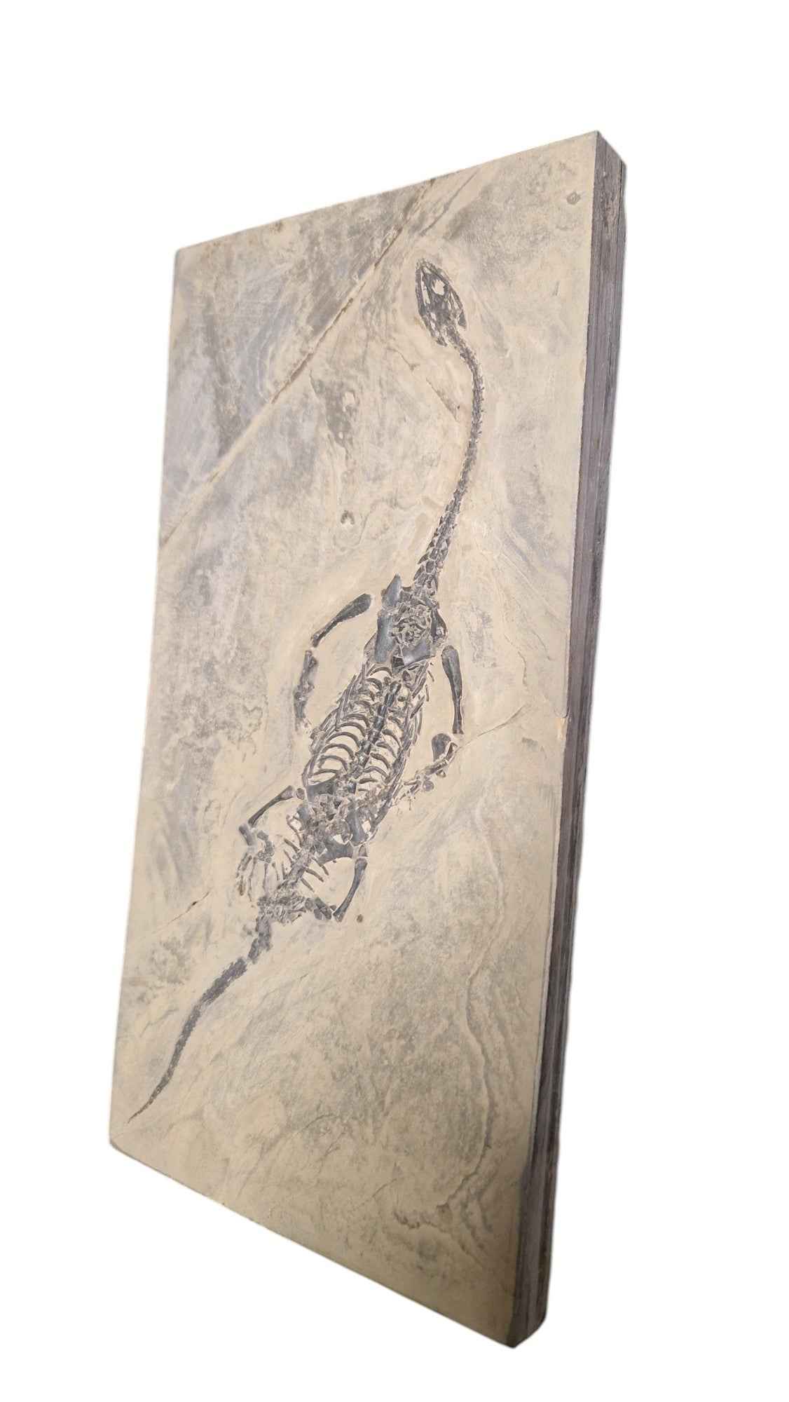 Keichousaurus hui - Elegance from the Triassic Seas - authentic fossil specimen, natural history by Fossils NH